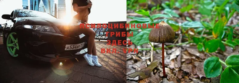 Галлюциногенные грибы Psilocybe  Зея 